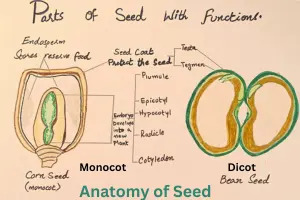 Seed Structure: Understanding the Parts of a Seed - Post Thumbnail