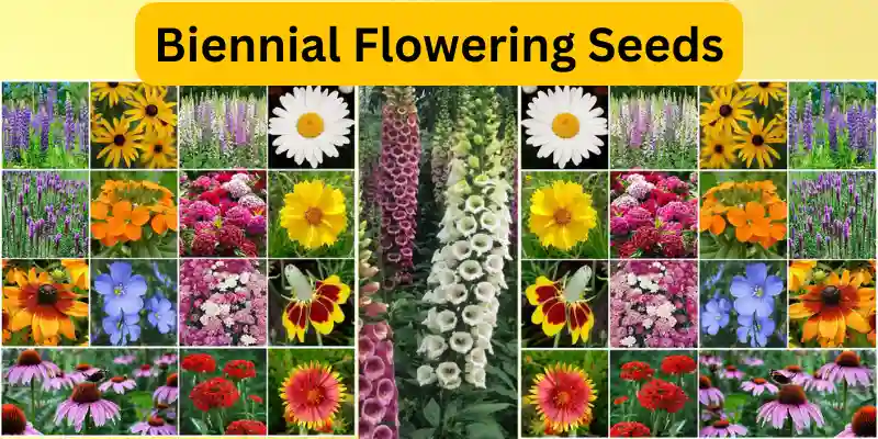 Two-Year Flowering Varieties