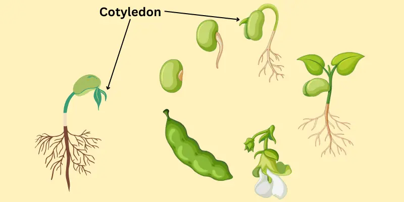 Lifecycle of a seed highlighting cotyledon and early plant development