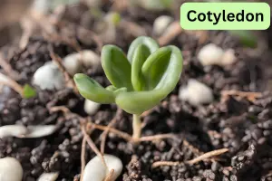 What is Seed Cotyledon? The Key to Early Plant Growth - Post Thumbnail