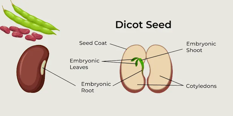 abeled diagram of dicot seed anatomy highlighting its internal components and seed coat.