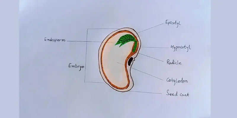 Cross-section showing the embryo with labeled parts like radicle and cotyledon.