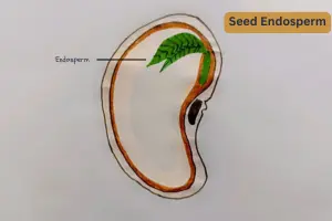 Seed Endosperm in Plants: The Key to Healthy Germination and Growth - Post Thumbnail