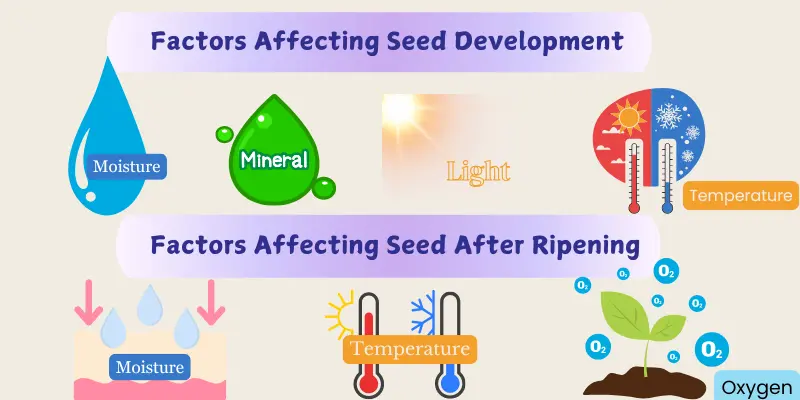 Seed development factors