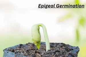 What is Seed Epigeal Germination? A Beginner-Friendly Guide for Students and Gardeners - Post Thumbnail