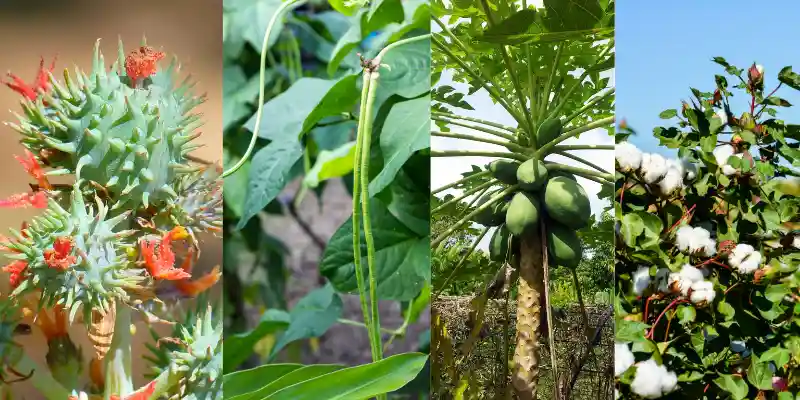 Examples of crops with seed epigeal germination across different plant types.