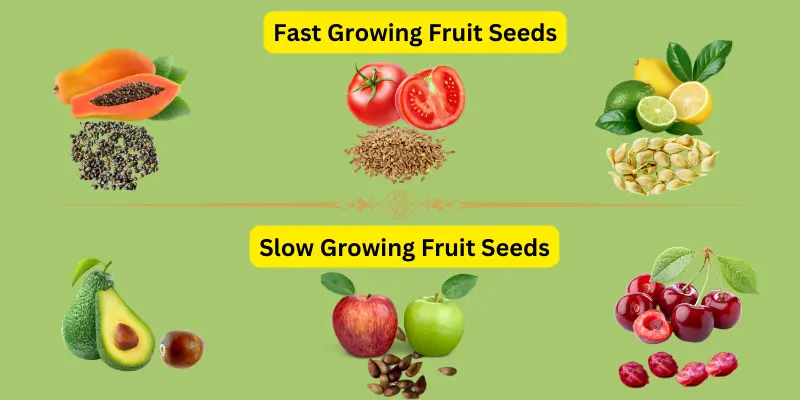 Fast growing and Slow growing seeds of fruits