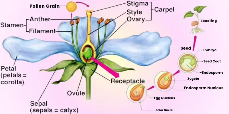 Illustration of fertilization process in plants leading to seedling.