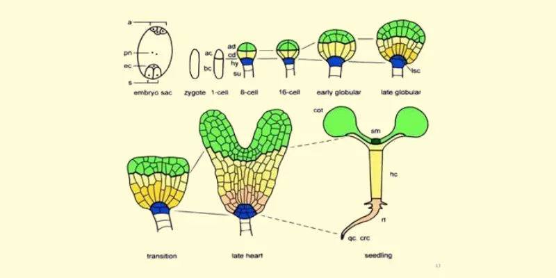 Diagram showing zygote to seedling transformation in plants.