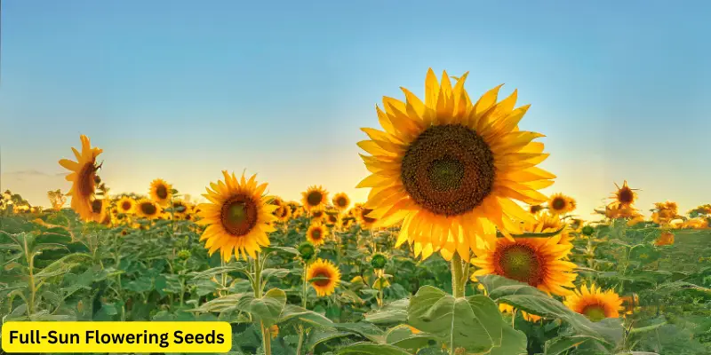 Sunflowers in full sunny day