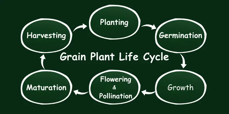 Diagram of the grain plant life cycle showing stages from planting to harvesting in sequence