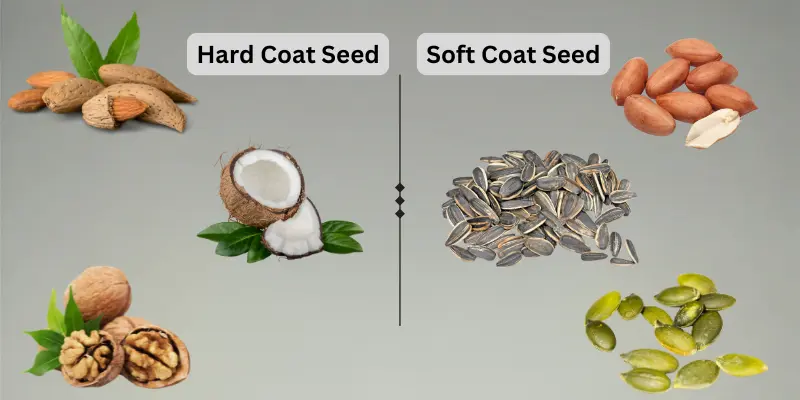 Comparison of hard and soft coat seeds, featuring almonds, walnuts, and sunflower seeds.