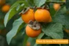 How to Grow Persimmons from Seeds: Secretsfor Fast Growth - Post Thumbnail