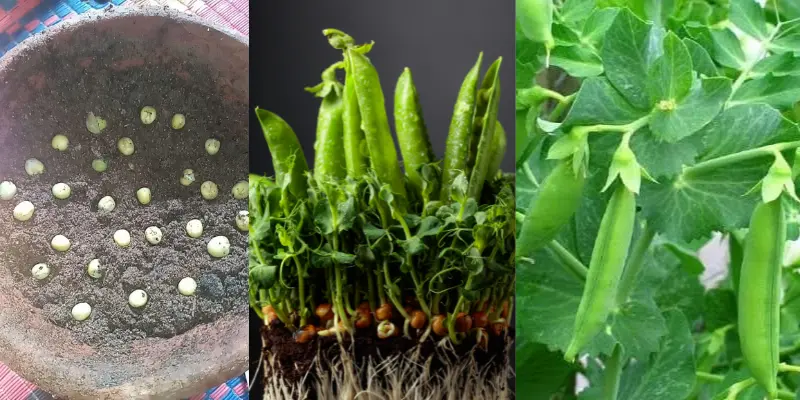 Step by step growth of pea plant