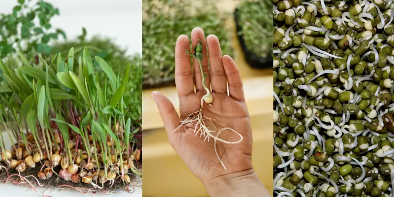 Stages of hypogeal germination in different plants