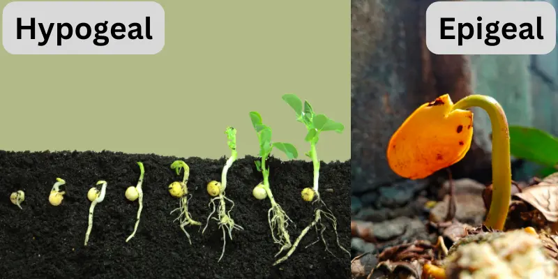 Comparison of epigeal and hypogeal germination in seeds.