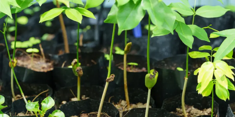 Seedling cotyledon stage captured in a plant nursery environment.