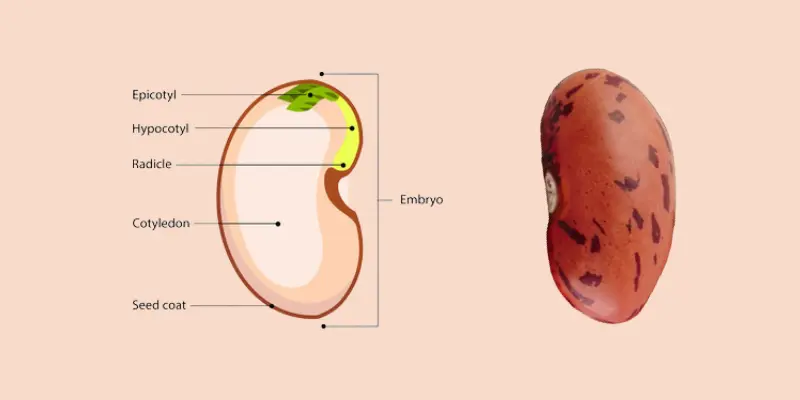 Seed anatomy illustration