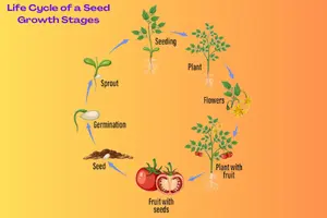 How Seeds Are Formed: Step-by-Step Guide for Beginners - Post Thumbnail