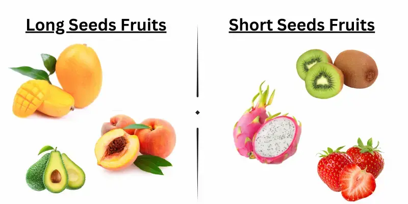 A Representation of Long Seeds and Short Seeds of Fruits