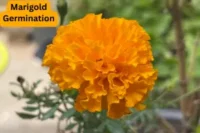 How to Master Marigold Seed Germination: A Beginner’s Guide