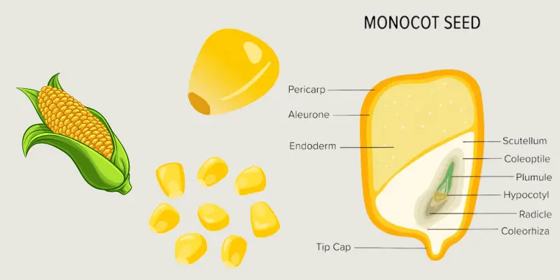 Monocot seed diagram with corn illustration and labeled parts