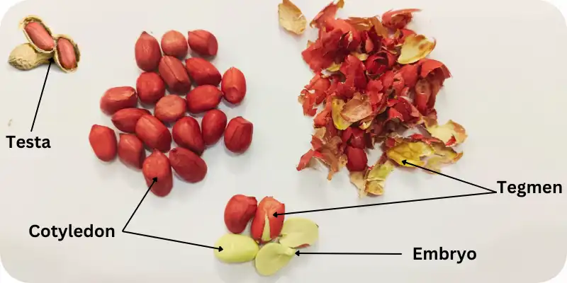 Peanut seed parts labeled as cotyledon, embryo, and testa, separated on a white surface.