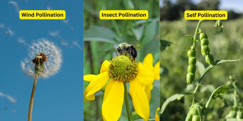 Open-pollinated seeds rely on wind, insects, or self-pollination for natural reproduction.