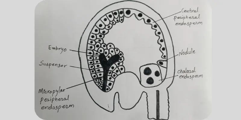 Cross-sectional view highlighting seed endosperm in plants with detailed labels