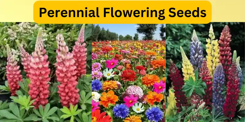 Everlasting Flowers with Seeds