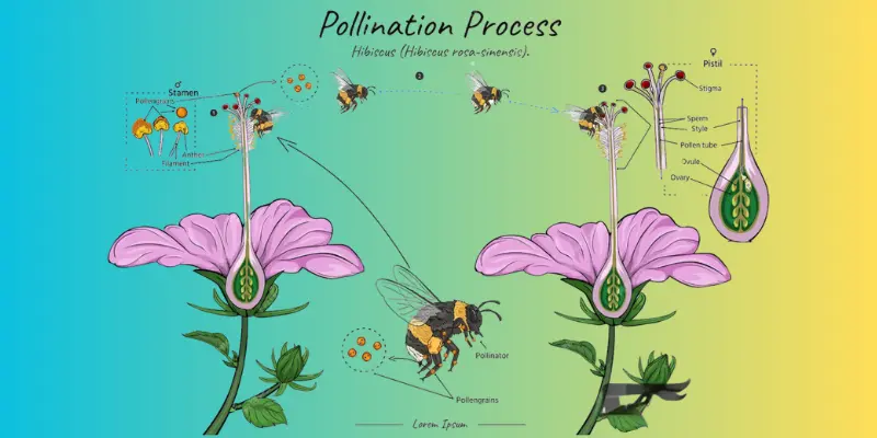 Diagram of hibiscus pollination process with bee interaction.