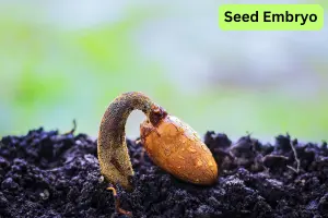 What is Seed Embryo in Plants? A Beginner-Friendly Guide - Post Thumbnail