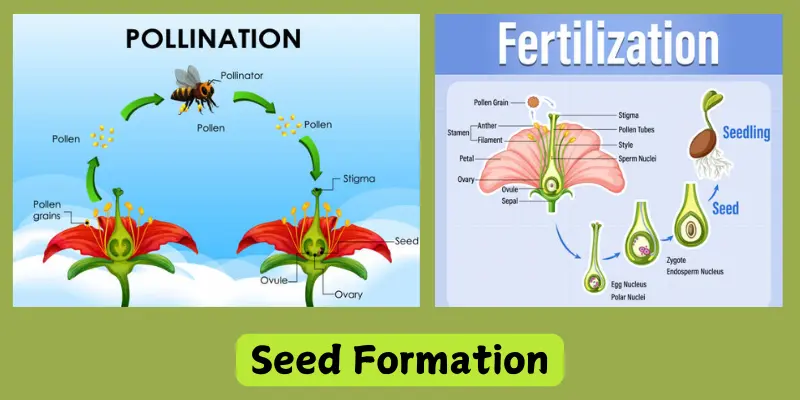 Plant production and seed formation