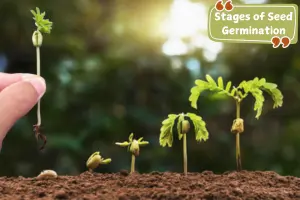 What is Seed Germination? A Complete Guide for Beginners - Post Thumbnail