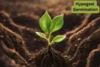 What is Hypogeal Germination? Examples, Process, and Key Differences