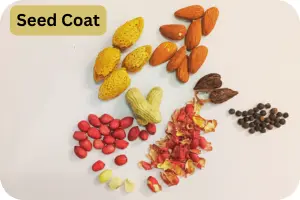 What is a Seed Coat? Structure, Functions, and Importance - Post Thumbnail