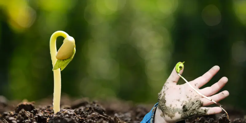 Epigeal germination of seed emerging with cotyledons visible above the soil.