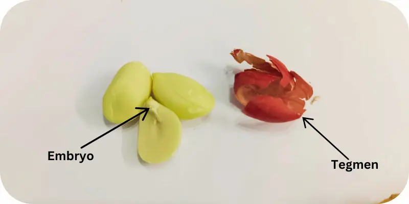 Dissected seed parts labeled as embryo and tegmen, displayed clearly on a flat background.