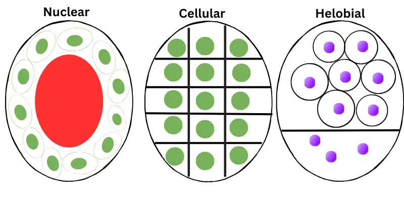 Diagram showing seed endosperm types: nuclear, cellular, and helobial in plants