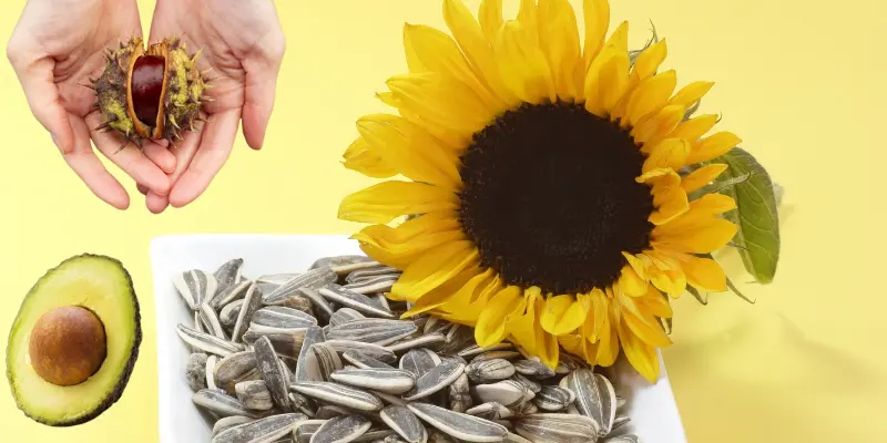 Sunflower, chestnuts, and avocado seeds