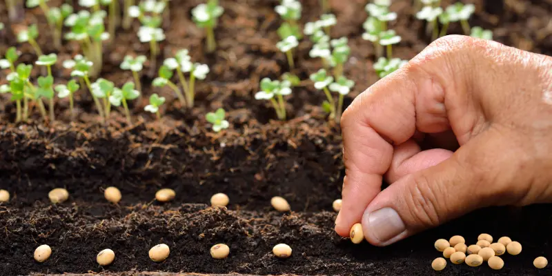 Hand placing seeds carefully.