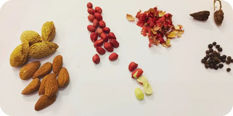 ariety of seeds, seed coats, and nuts displayed on a white background