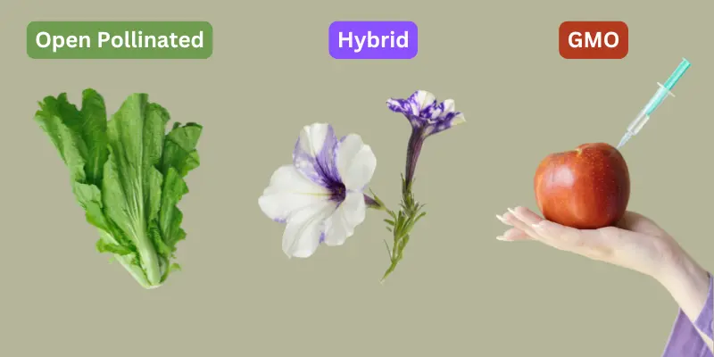 Comparison of open-pollinated, hybrid, and GMO seeds with labeled plant examples.