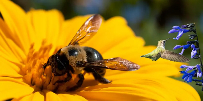 Bee and hummingbird pollinating flowers, supporting open-pollinated seeds through natural means.