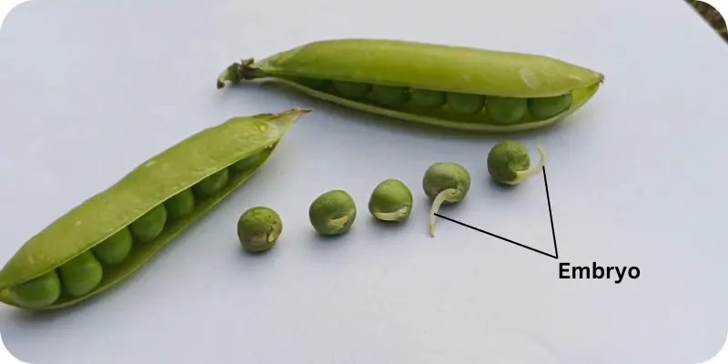 Fresh peas with one showing a visible embryo sprouting for germination.