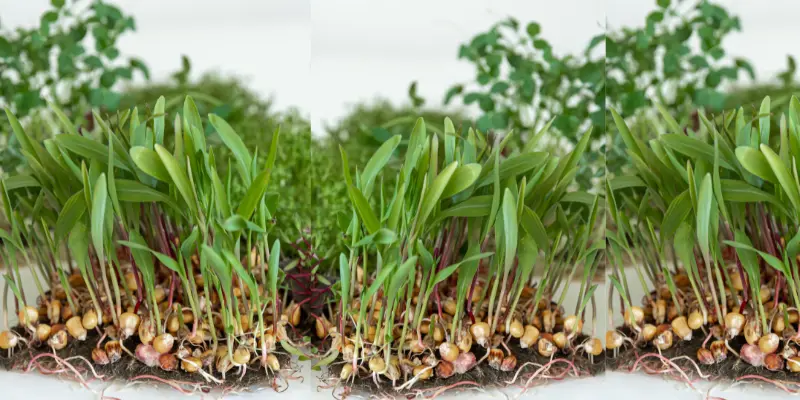 Shoots emerging in hypogeal germination, with seeds and roots staying underground.