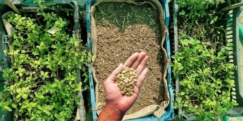 Hand holding Seeds near Garden beds