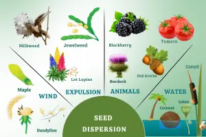 Seed Dispersal Methods: How Plants Travel the World - Post Thumbnail